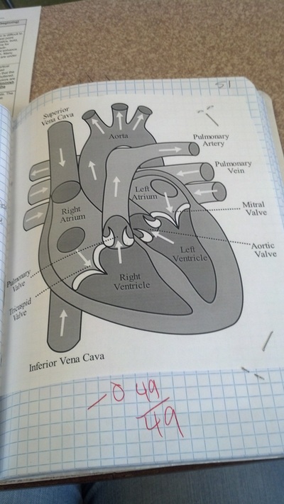 Outline path of blood vessels to and from heart (SEMESTER ...